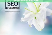 百合 seo 优化公司，专业成就卓越，百合 SEO 优化公司，专业缔造卓越